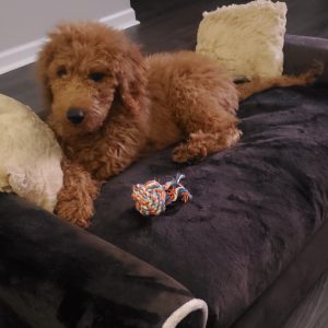 Proof of delivery